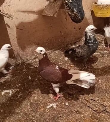 tuklu it: Temiz babayevisqi eni quyruq hundur ayaq uzun quwdardi erkey dest ag — 2