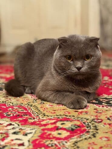 ragdoll pişik: Şotland yastı qulaq, Erkək, Yaxşı əllərə — 3