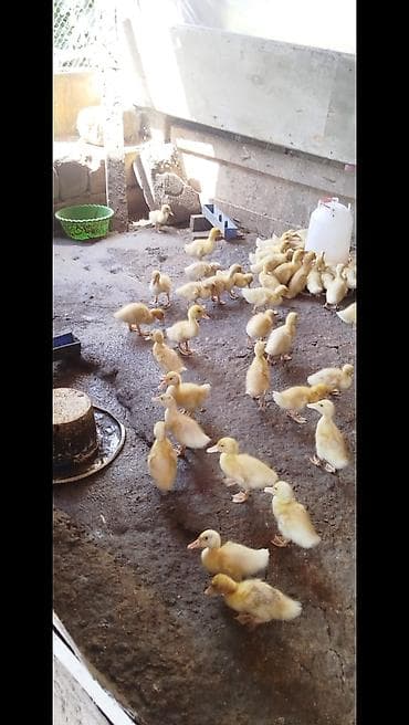 Другие птицы: Salam tam saqlam pekin kuban ordeklerdi 20 gunlukduler. Qiymet 2.70 — 3