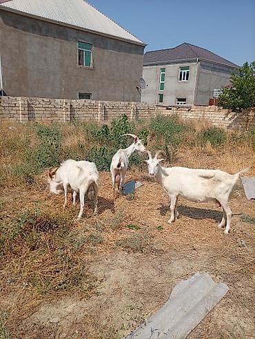Südlük keçilər – 3 baş TAM SAF KAN MACAR SANEN KEÇİLERİ KULAKLARINDA — 5