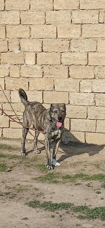 Digər heyvanlar: Qurdbasar, 2 il, Erkek — 6