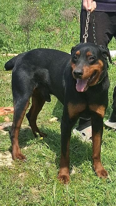 it sahiblenme: Doberman, 10 ay, Erkek — 6