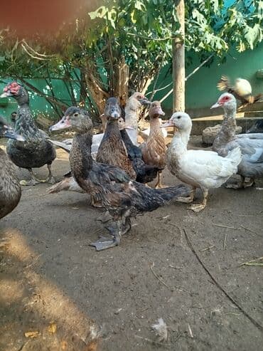 Aş qazanı: Lavanda sortu . 4aylıq ördəklər ata ana şəkildəkilərdi qiymət birnə — 3