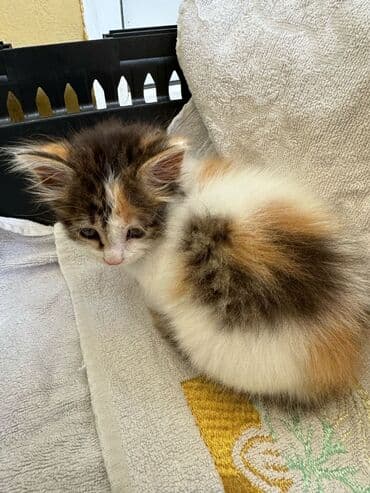 кошка продажа: Самка, В добрые руки — 4
