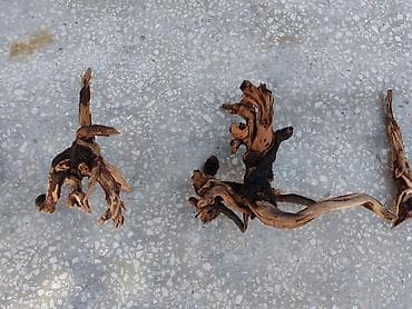 alpin kecisi: Dragon daşları, Koregalar, Akvaryum dekoru üçün təbii materiallar — 6