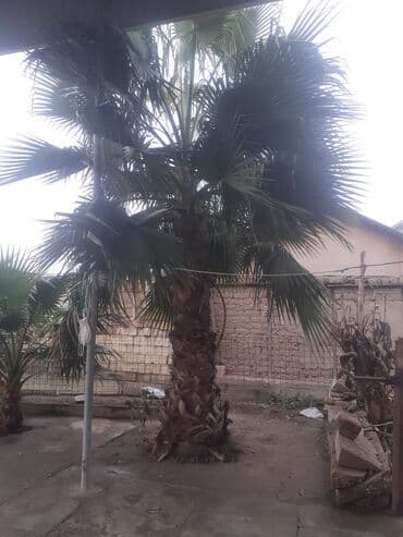 Çöl bitkiləri: Dekorativ palma ağacı – həyət və bağlar üçün - Növ: Fan formalı — 1