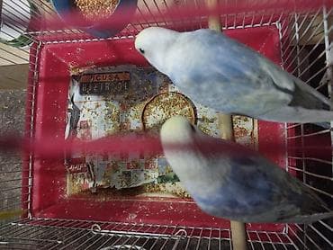 hunduşqa satışı: Rainbov rənglərində tutuquşu balaları satılır 2 sidə 2aylıqdır biri — 1