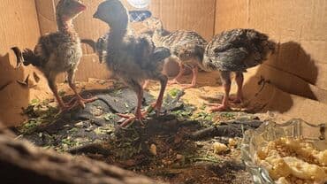 en cox yumurta veren toyuqlar: 5 dənə di 70 manat 1 hefdelik di — 4