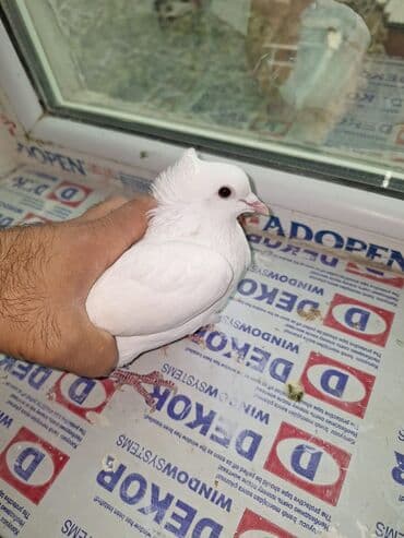 qus bazari bakida: Ağ rəngli bəzək güvənləri (cüt) - Növ: ev güvəni, ağ rəngdə - — 3