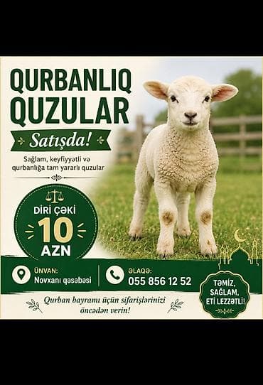 mal inək: Quzu, Erkək, ay: 1, 12 kq, Ətlik, Ünvandan götürmə — 1