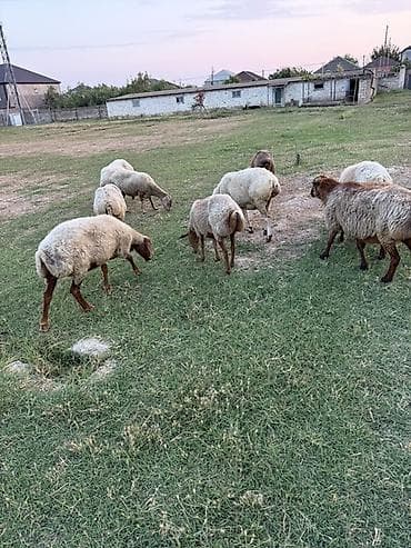 qoyun derisi: 10 baş heyvandı 9zu qoyundur. 1i quzu — 4