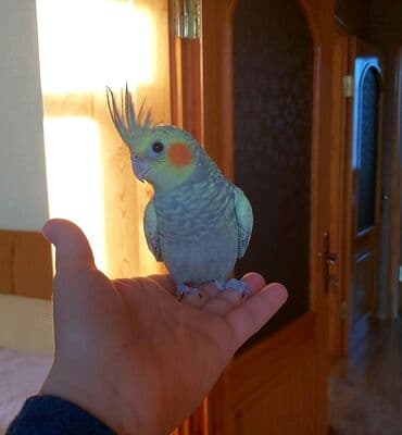 Oz qusumun balasidi.Tam el qusudu.Iki ayligdi erkekdi