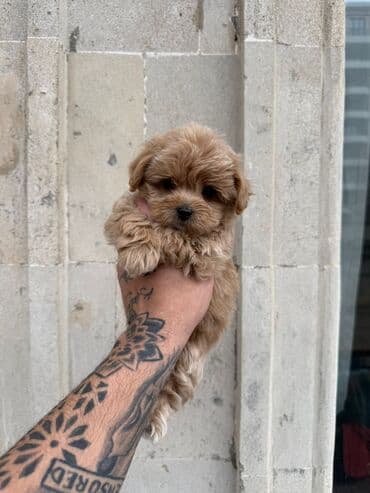 it etibarli: 2 ay, Erkek, Peyvəndli, Ünvandan götürmə — 2