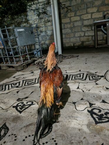 oglan it adlari: Məhsul: Xoruz (uzun quyruqlu, rəngarəng lələklər) Təsvir: - Cinsəxas — 2