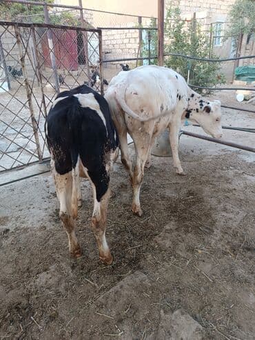 inək adları: Dişi, Holsteyn, il: 1 — 3