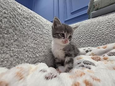 siyamski pişik: Yaxşı əllərə — 4