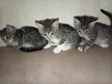 отдам котят в хорошие руки бесплатно: Табби — 5