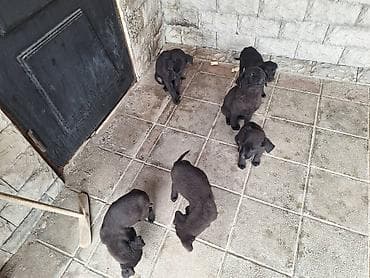 4 ay, Erkek, Peyvəndli, Ünvandan götürmə