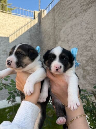 itlər ucuz: Alman çoban iti, 1 ay, Erkek, Ünvandan götürmə — 1