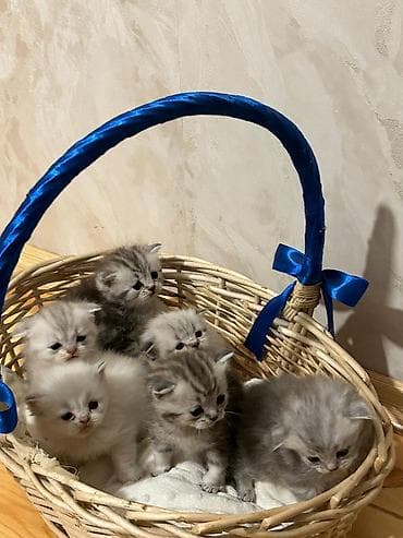 Şotland yastı qulaq