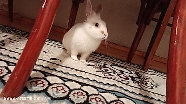 dovsan sekli: Ağ rəngli, qulaqları dik, burnu və kürəyində açıq-bej ləkələri olan — 8