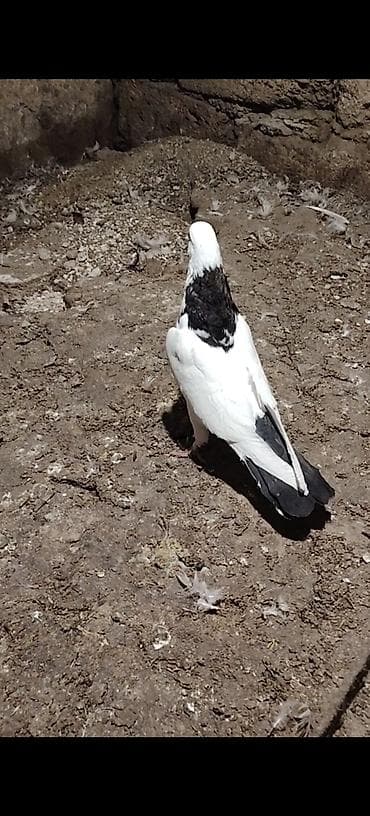 K/t heyvanları və malları: Qarabaw mayadi tutulmadi. Boynu gullu baladi 2 saata yaxin ucub 1 — 3