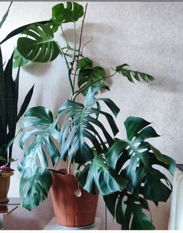 monstera bitkisi: Monstera
Kaprizli bitki deyil, olduğu yerə öyrəşir — 1