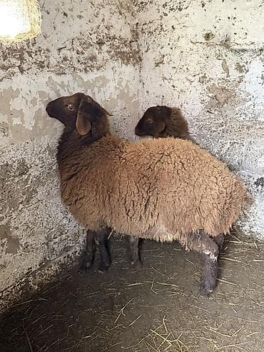 İki baş Ərkəy toğlu real alıcıya endirim