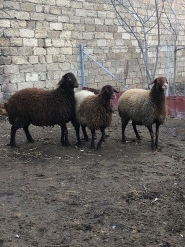 İtlər: Qiymət 4 qoyun üçün keçərlidir. 3 qoyun 1 toğludur fevralda 3 qoyun — 2