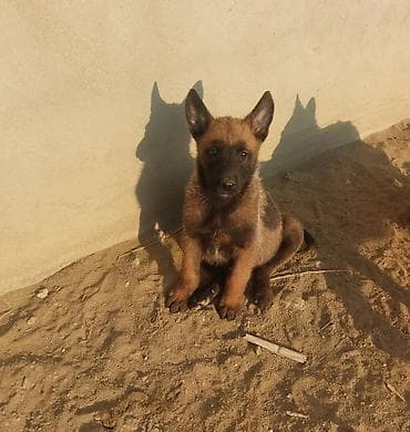 it xaski: Belçika çoban iti, 2 ay, Peyvəndli — 3