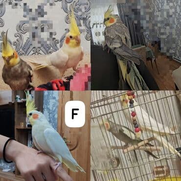 ‼️ Təcili Satılır ‼️ Korella bir cüt. Ələ öyrənib rucnoydu dişləmir