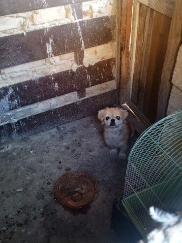 отдам в хорошие руки маленькую собачку: Tecili Satilir baximsizdiqadan real aliciya emdirim var piknes — 3