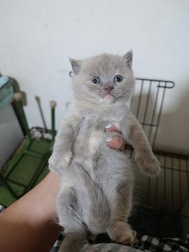 paroda pişik: Şotland — 2