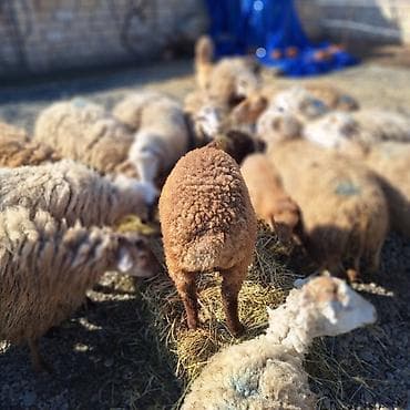 Damazliq 20 qoyun 11 denesi yani balali 8 bogaz cemi 31 dene heyvandi — 1