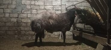 simental inekler azerbaycanda: Oriqinal nehenq qala erkeyi.temiz qan,xesteliyide yoxdu.tövle heyvani — 1