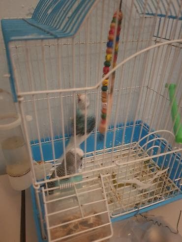 quş adları: Məhsul: Dalğıç quş qəfəsi və aksesuarları ilə birlikdə dalğıçlar — 1