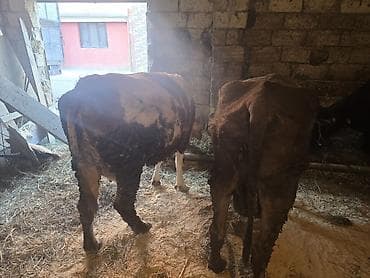 Super kök inekler — 2