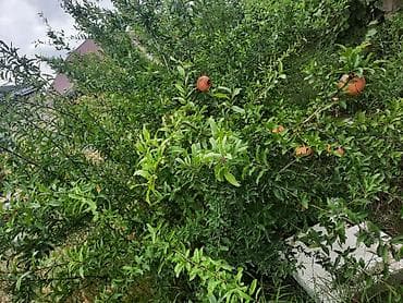 kirayə evlər günəşli: Salam Ev kiraye verilir yaşamaq ùçùm şerait var 2 otaqdir. Seliqeli — 3