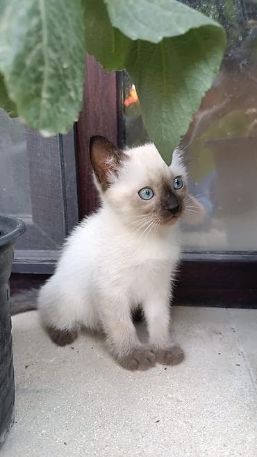 siam pişikləri: Siam — 2