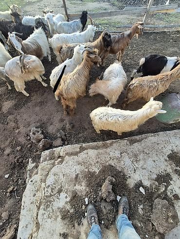 tutuquşu yemi: Qoyun-keçi təsərrüfatı üçün uzun tüklü, buynuzlu yerli cins keçilər — 1