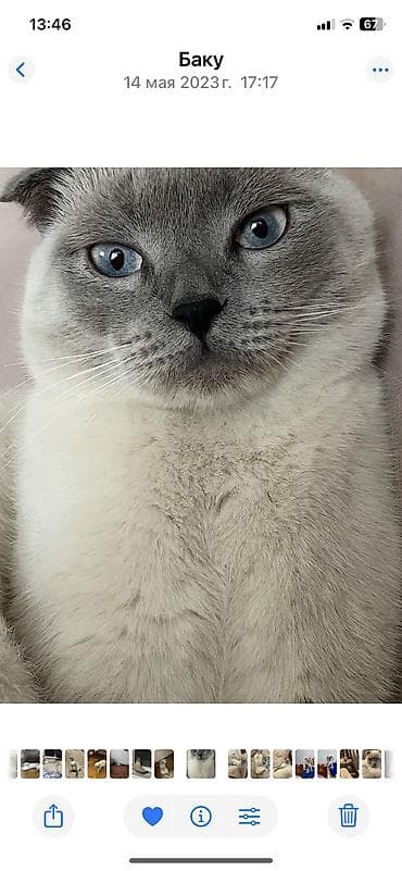 xaski it sekilleri: Şotland yastı qulaq, Erkək — 8