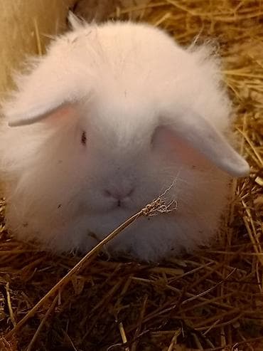 Bu ev dovşanları müxtəlif rənglərdə və növələrdə təklif olunur. Ağ