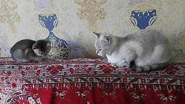 sibir pişiyi: Şotland yastı qulaq — 9