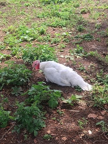 bakida at bazari: Erkək, Kanada, Damazlıq, Ünvandan götürmə, Ödənişli çatdırılma, Rayonlara çatdırılma — 2
