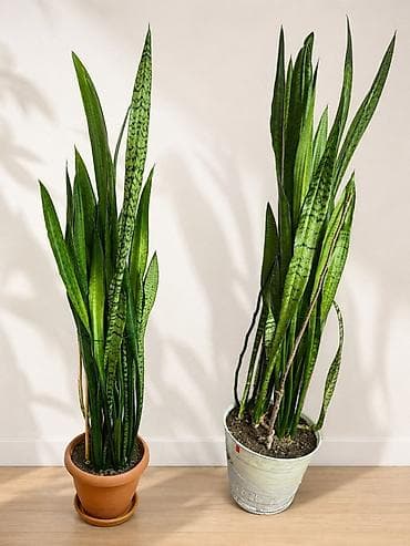 Sansevieria (Peyğəmbər qılıncı)- ev və ofis üçün uyğundur. Qulluğu çox