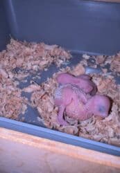 quş yuvası: Vistifka çex satıram altında 2 balası bir də 2 dolu yumurtası var — 4