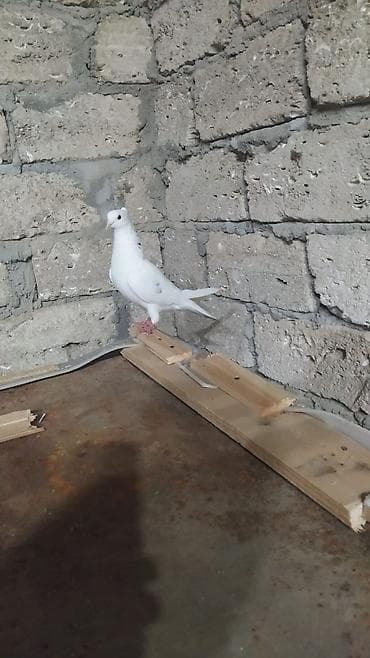 deve quşu: Sağlam erkəydi irandi mis kəkil maya olmadiği üçün satilir — 1