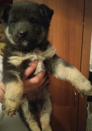 Digər heyvanlar: Bir ayliq temiz qan nemes afcarkasi satilir erkeydi.tecili — 8