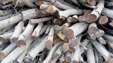 Саженцы растений: Findiğ Odunu satılır — 4