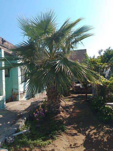 zoğal ağacı: Orta boylu, qısa və qalın gövdəli palma ağacı. Yaxşı inkişaf etmiş — 2